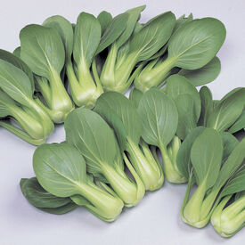 Li Ren Choi, Pak Choi Cabbage